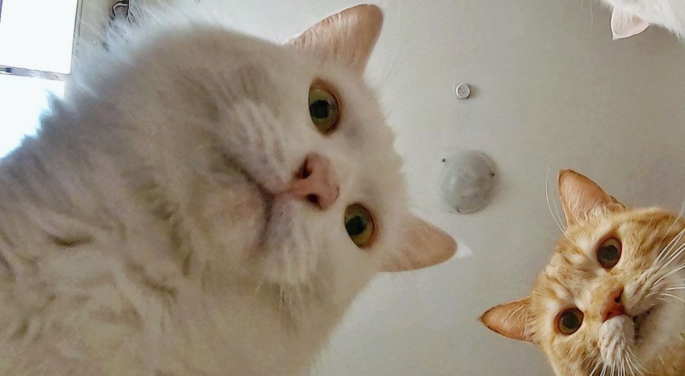 Мемы